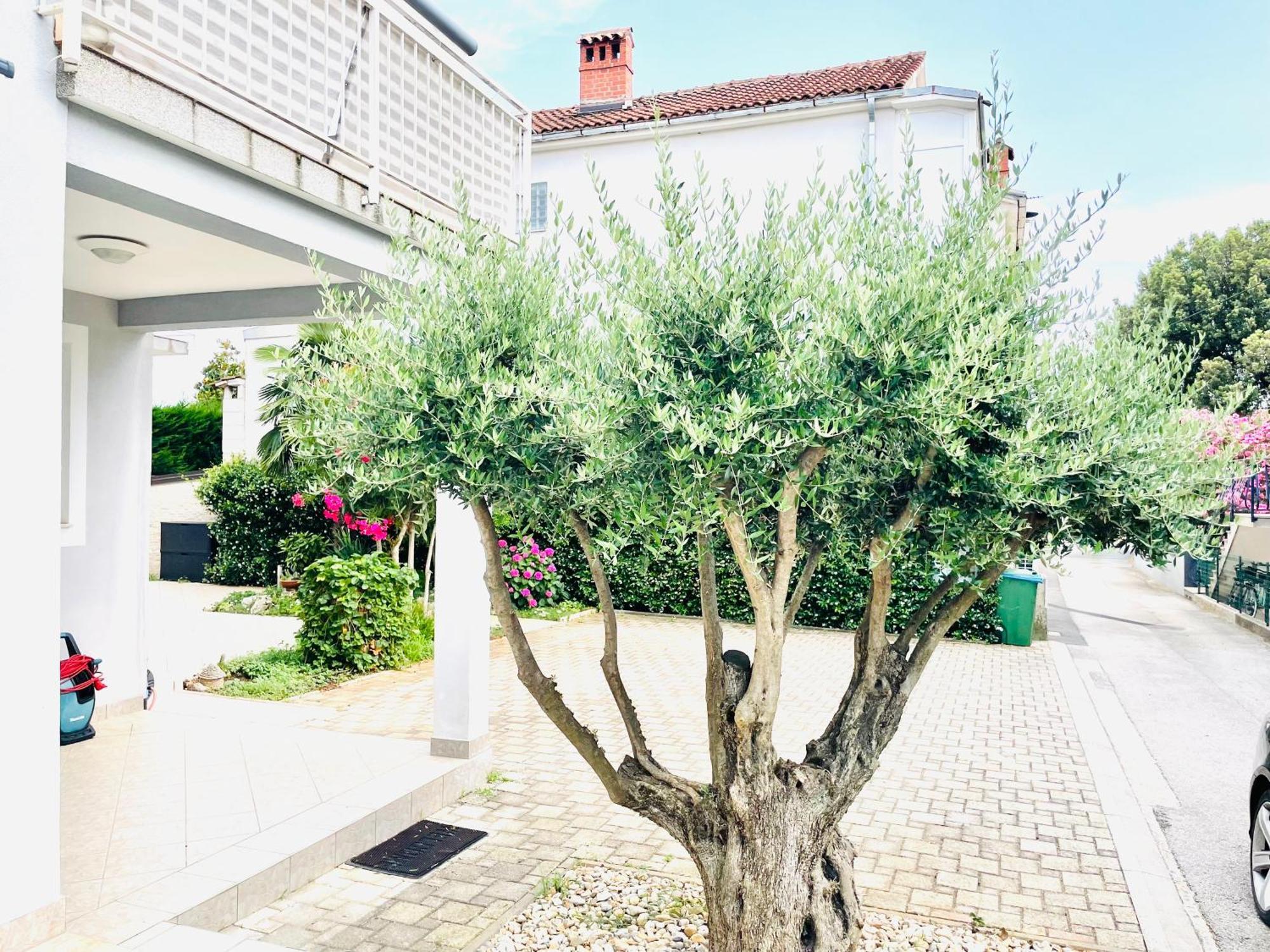 Olea Appartement Umag